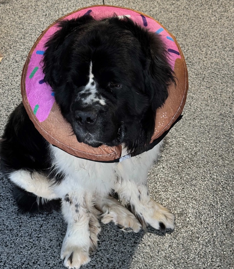Moses the Newfoundland dog wearing a pink donut cone after surgery, looking stoic